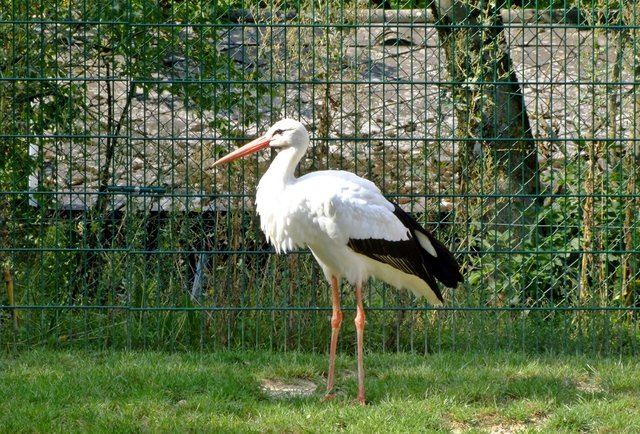 der Storch im Freigelände