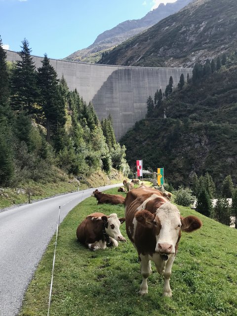 Neben dem Fahrweg zwischen Bärenbadalm und Staumauer wurden die Kühe „bestohlen“.