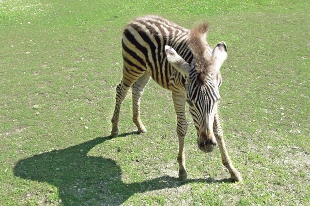 Chapman Zebra Fohlen ist munter unteregs