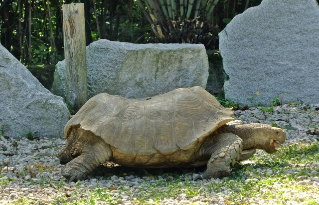 Griechische Landschildkröte
