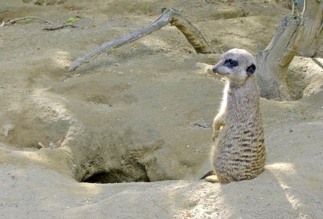 Ein Erdmännchen passt immer auf
