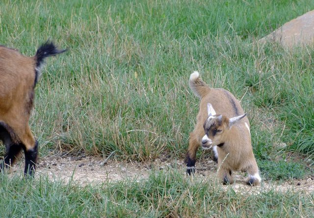 Oh nein, das Futter läuft weg