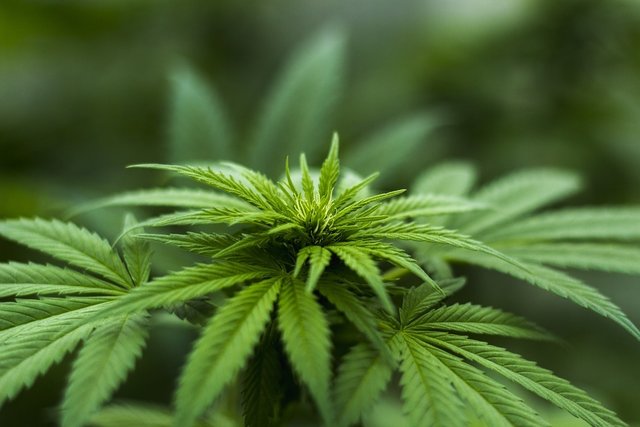 Hanf als Heilkraut: Stefan Fries nutzt die medizinische Wirkung der Cannabisstaude.