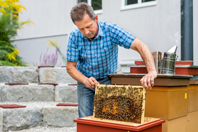 Vertraut seinen Bienen: Imkermeister Werner Kurz hier in der Schauarena, in der auch die Aus- und Fortbildungen stattfinden. | Foto: Foto Jörgler