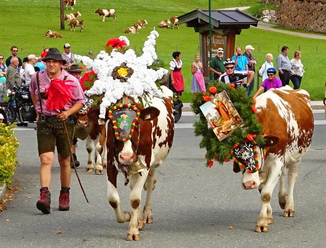 Bunt geschmückte Kühe beim Gasteiger Almfest. | Foto: Gernot Schwaiger