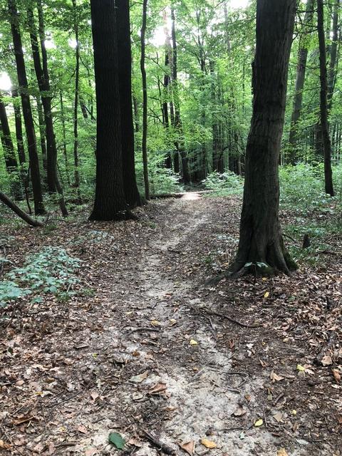 Illegaler MTB-Weg direkt auf Wanderroute im Wald in Gablitz....