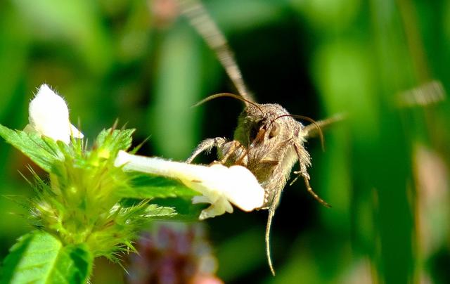 Dickkopf Falter – Eine kurze Wanderung zur Wochenbrunner Alm Ellmau | Foto: Roberto Moresco