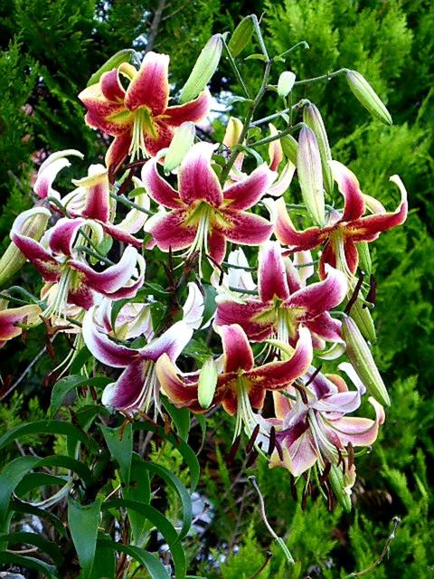 Blütenpracht | Foto: Franz Reiter