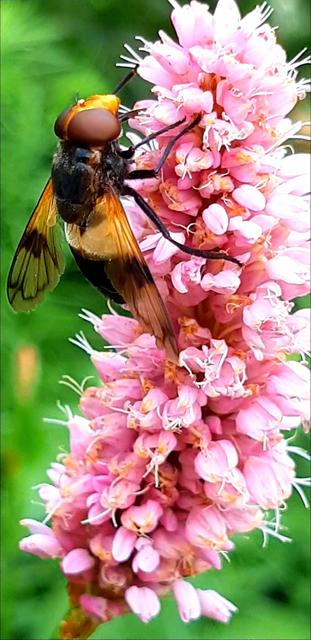 Mittagsruhe – Kann nicht sagen welche Fliegenart aber schön anzuschauen. | Foto: Franz Reiter