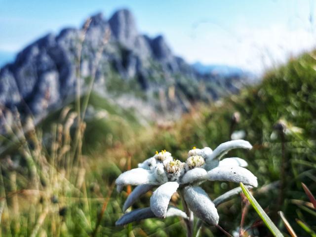 Auf der Schneid – Edelweiss | Foto: Gerlinde Tröber