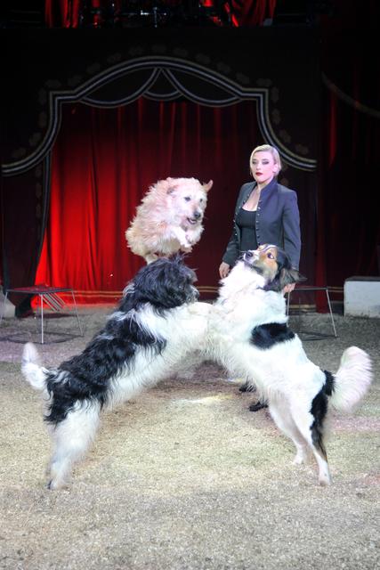 Hunderevue mit Sara Biasini-Berousek. | Foto: louisknie.com