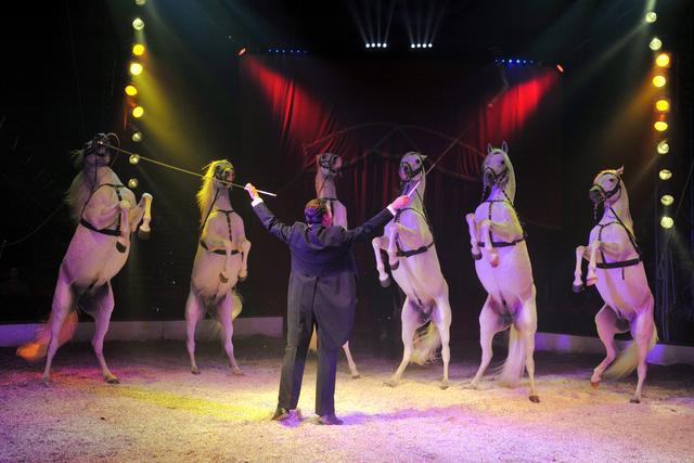 Pferde-Freiheitsdressur mit Louis Knie jun. | Foto: louisknie.com