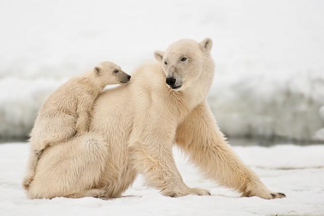 In einer Überblendshow im Casineum Velden wird "das Beste vom Besten 2019" gezeigt | Foto: KK/Ben Cranke