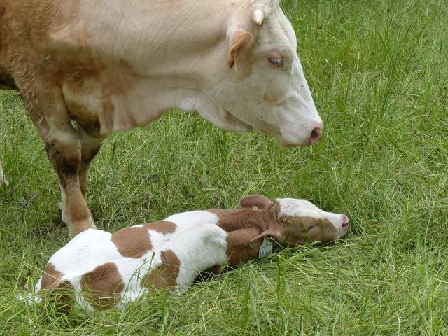Die Mutterkuh wollte vermutlich ihr Kalb schützen.