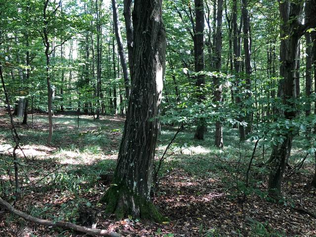 Der Wald hat uns sehr viel zu bieten - wir müssen es nur sehen.... | Foto: Huber