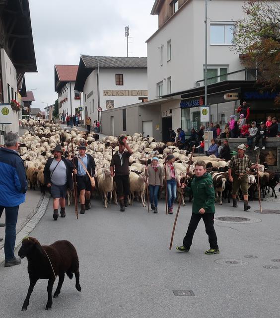 Beeindruckend: Ein langer Zug der Schafe bewegte sich durch Axams zur Sammelstelle beim Kuntiler! | Foto: Suitner