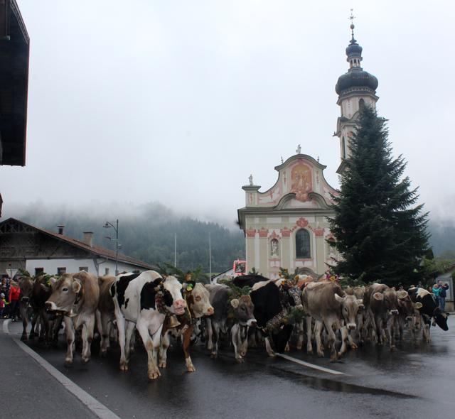 Ein imposantes Bild wenn die Tiere nach dem Almsommer wieder im Dorf eintreffen.