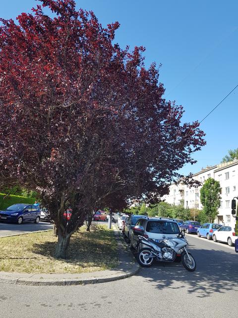 Foto: Alfred Krenek
