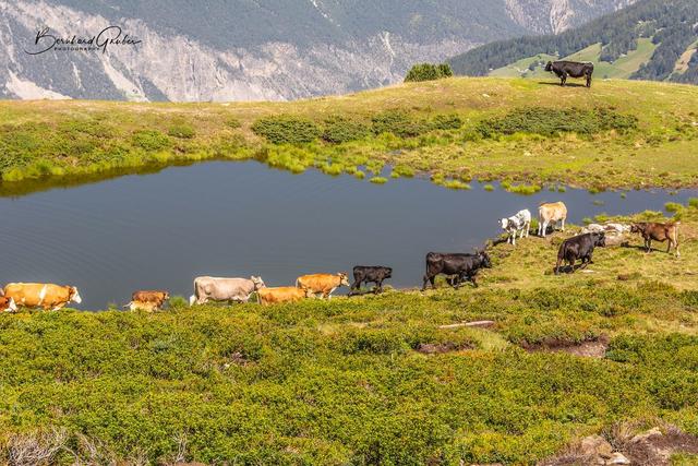 Kuhwanderung am Krahberg  | Foto: Gruber Bernhard Photography