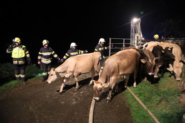 In der Gaal mussten Tiere in Sicherheit gebracht werden.