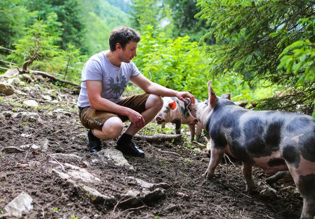 Das Tiroler Almschwein auf Sommerfrische.