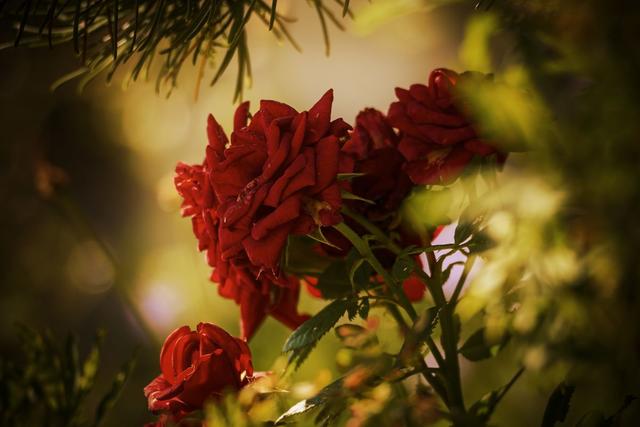 Rose im Eichholz...  | Foto: Ronald Seidlböck