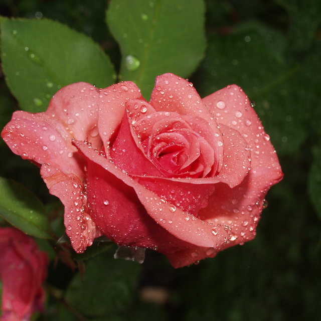 Auch ein verregneter Sonntag hat so seine Reize – ohne Wasser würde es auch nicht gehen | Foto: Gertrud Ruetz
