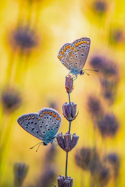 Bläulingspaar  | Foto: Falkmar Ameringer