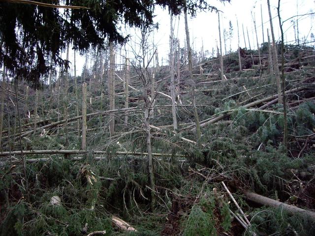 Sturmtief Paula hinterließ eine Schneise der Zerstörung.