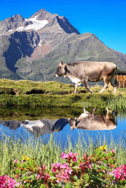 Der Sommer ist aus muass ochi ins Tol | Foto: Erwin Matt