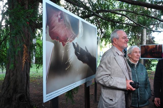 Michael Nichols mit Jane Goodall vor seinem berühmten Schimpansenbild im Doblhoffpark Baden