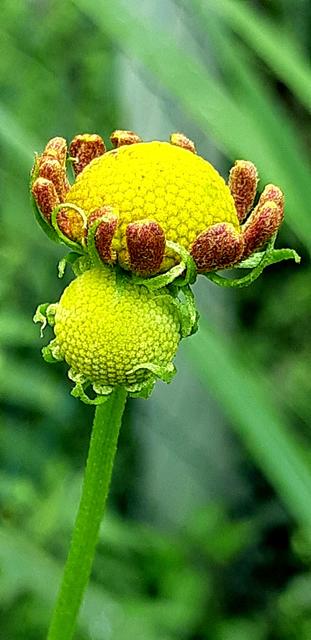 Umklammerung – Babyblume klammert sich an Mamablume | Foto: Franz Reiter