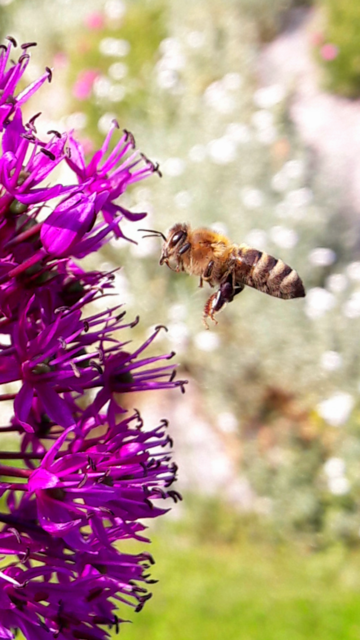 Einfach nur schön | Foto: Franz Reiter