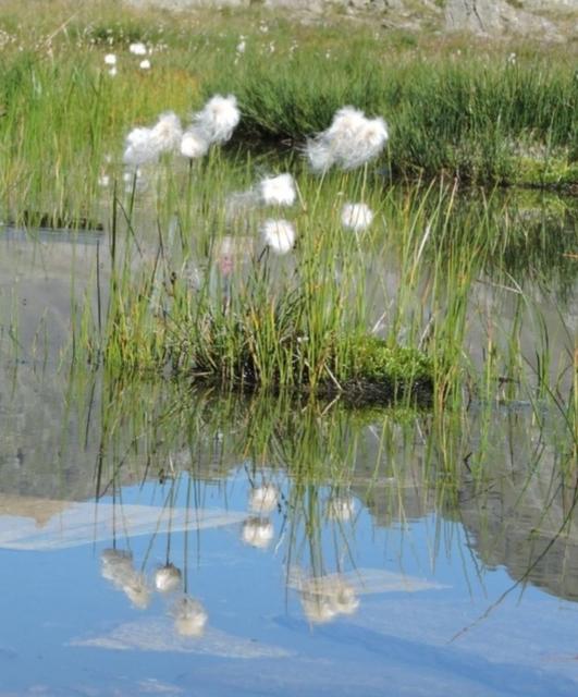 Wollgras – Kühtai im Sellraintal  | Foto: Karl Konrad