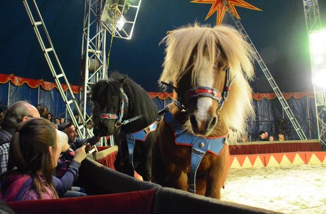 Ponys gehören zum Circus Althoff genauso wie Zuckerwatte.