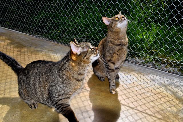 Katzen Esprit und Lady