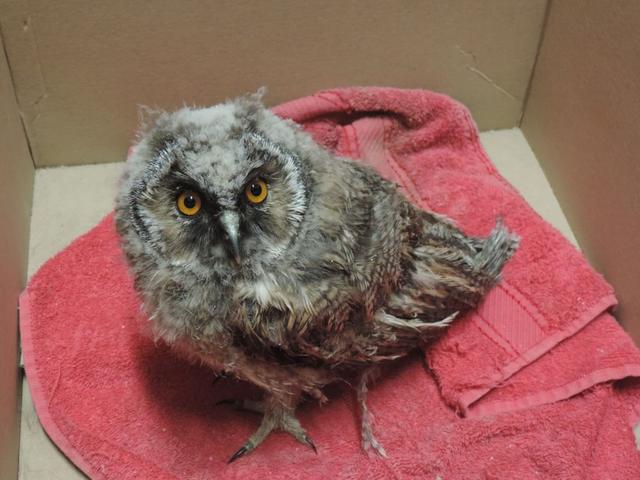Die kleine Waldohreule bleibt vermutlich Dauerpatient in der Eulen- und Greifvogelstation.