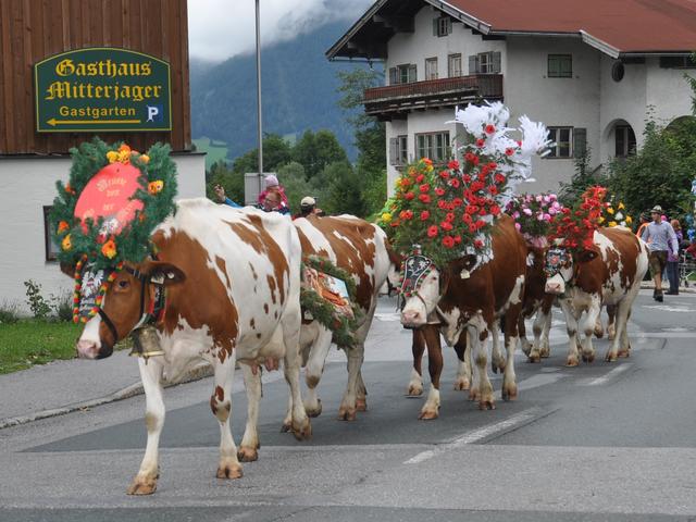 Die bunt geschmückten Kühe wurden auf ihrem Weg von der Obingalm über Kirchdorf bis zum Kramerhof in Gasteig von hunderten Schaulustigen bestaunt.