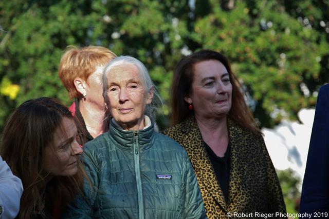 Jane Goodall liebt ihre Arbeit. Für sie ist es mehr eine Berufung als ein Job. | Foto: Rieger