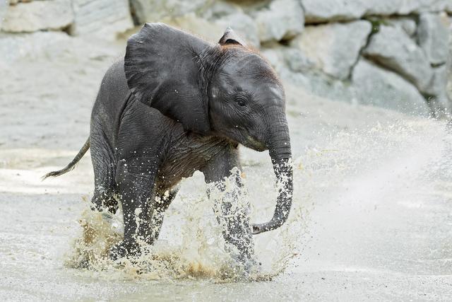 Kibali ist der Star des neuen Kinderbuches des Tiergartens Schönbrunn | Foto: Zupanc