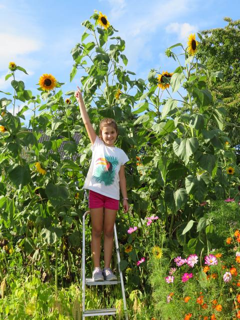 Riesensonnenblumen im Garten | Foto: Michaela Purtscher