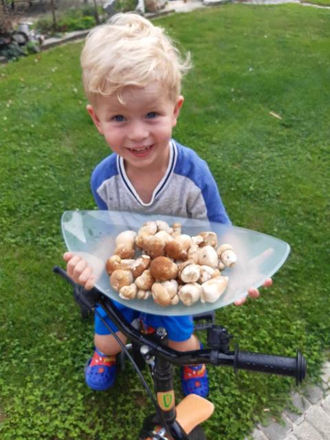 Tolle Schwammerlernte | Foto: Regionautin Christine Schneidinger