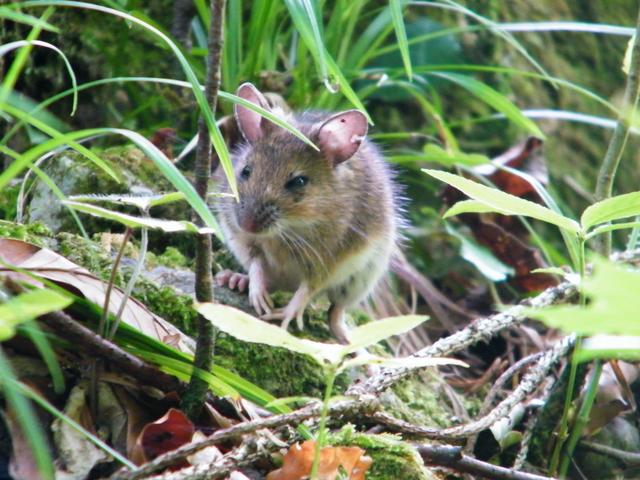Freche Maus | Foto: Regionaut Oliver Class