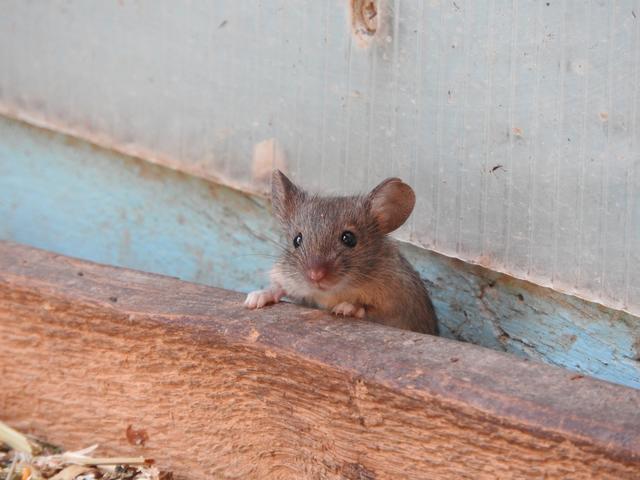 Ein tierisches "Hallöchen" | Foto: Regionautin Manuela Koller