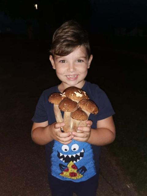 Steinpilze | Foto: Tina Müllner-Unger