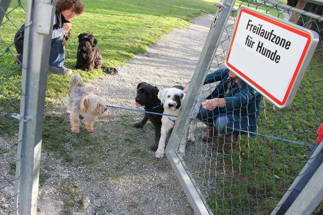 So wie auf diesem Symbolbild wird eine "Freilaufzone für Hunde" auch in der Region gefordert.