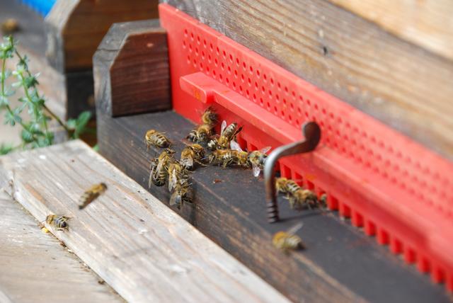 Ihre Bienen genießen eine besondere Zuwendung.