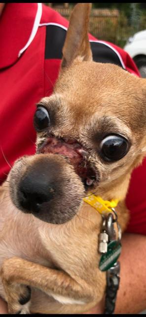 Caary ist ein acht Jahre alte Chihuahua-Dame, die bei ihrer Besitzerin in St. Pölten durch die Hölle ging.
