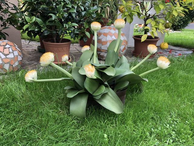 Elefantenohr in voller Blüte Leibnitz