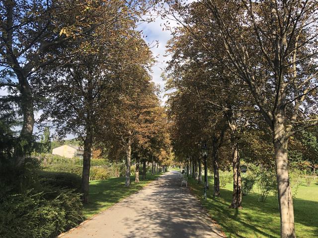 Kastanienallee im DoblhoffPark: 7 Bäume sind schon weg, weitere 21 müssen wegen Krankheit gefällt werden, die verblibenden 18 kränkeln und müssen weg, weil der Alleecharakter mit ihnen nicht aufrecht zu erhalten wäre.